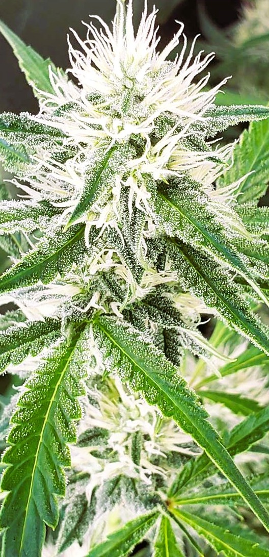 Holy Haze (FEMINIZED)