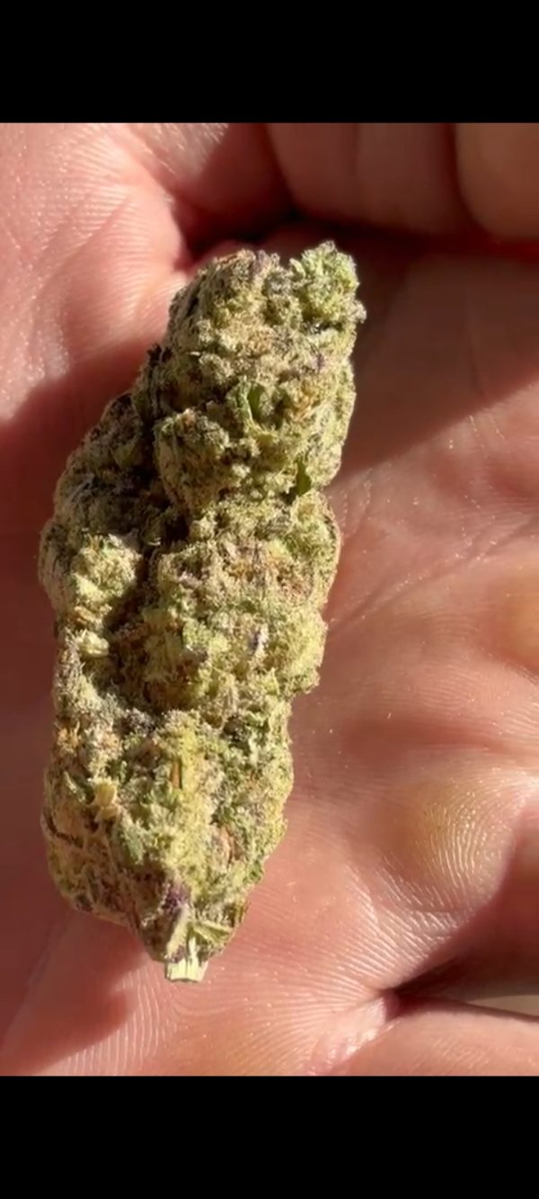 SUSTANON (FEMINIZED)