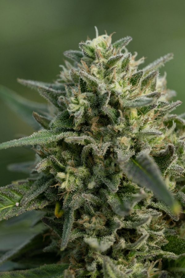 Mystic Mango (Feminized)