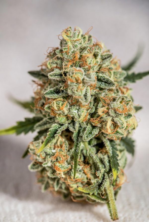 Golden Bliss (FEMINIZED)