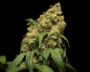 Kryptonite Kush (Feminized)