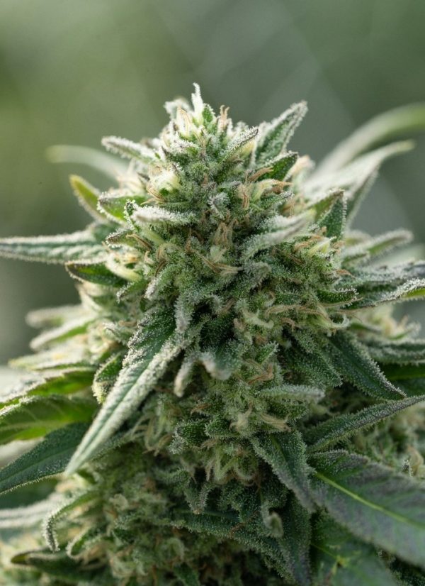 Mystic Mango (Feminized)