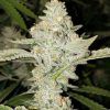 Golden Bliss (FEMINIZED)