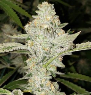 Golden Bliss (FEMINIZED)