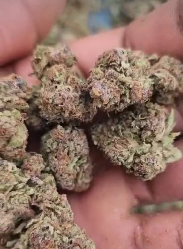 Red Sunset (Feminized)