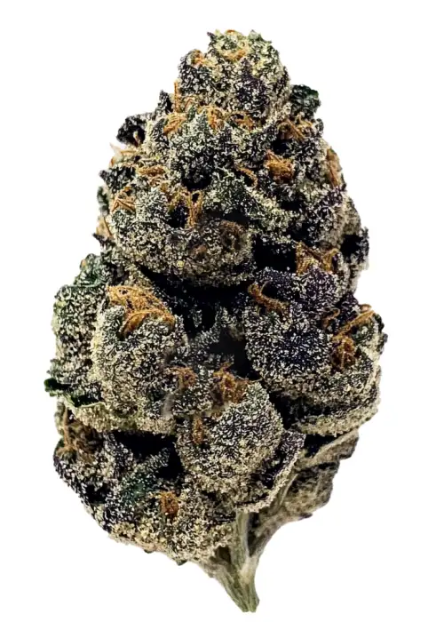 PURPLE HAZE (FEMINIZED)