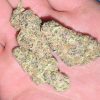 Willy Wonka (FEMINIZED)