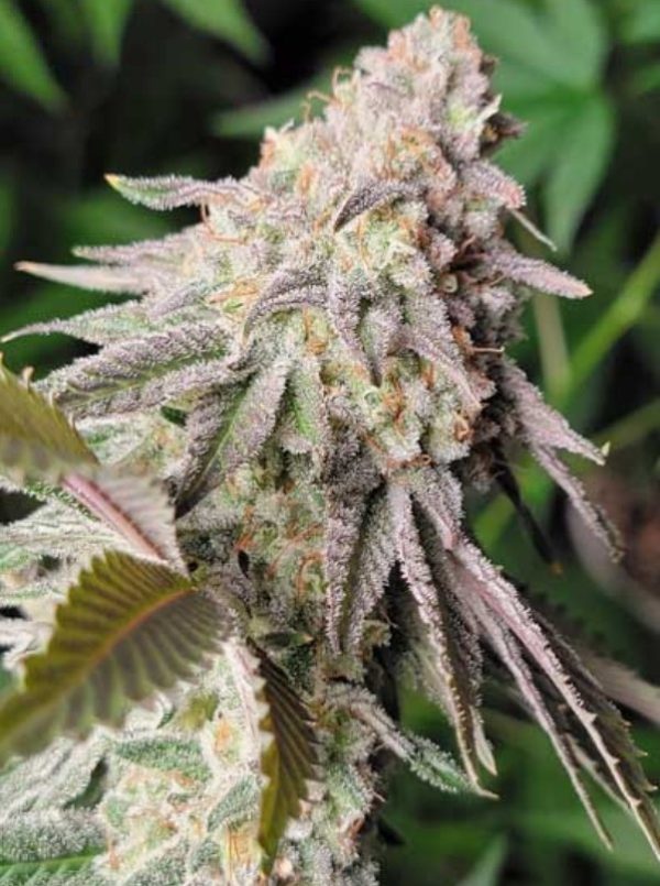 Pineapple Phantom F1 (FEM)