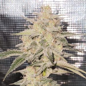 Neon Panther F2 (FEM)