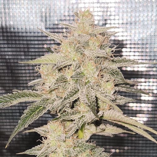 Neon Panther F2 (FEM)