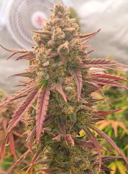 Quantum Haze Auto (FEM)