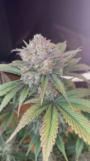 Arctic Mirage F1 (FEM)