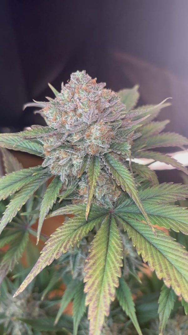 Arctic Mirage F1 (FEM)