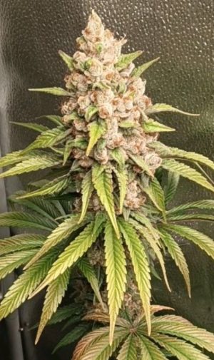 Velvet Thunder (FEM)