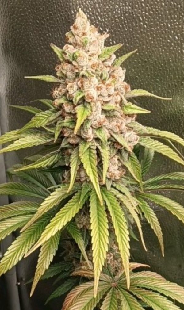 Velvet Thunder (FEM)