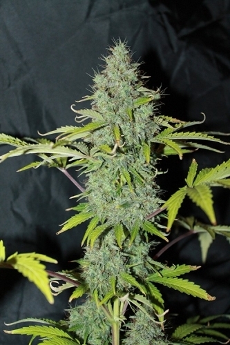 Phantom Diesel (FEM)