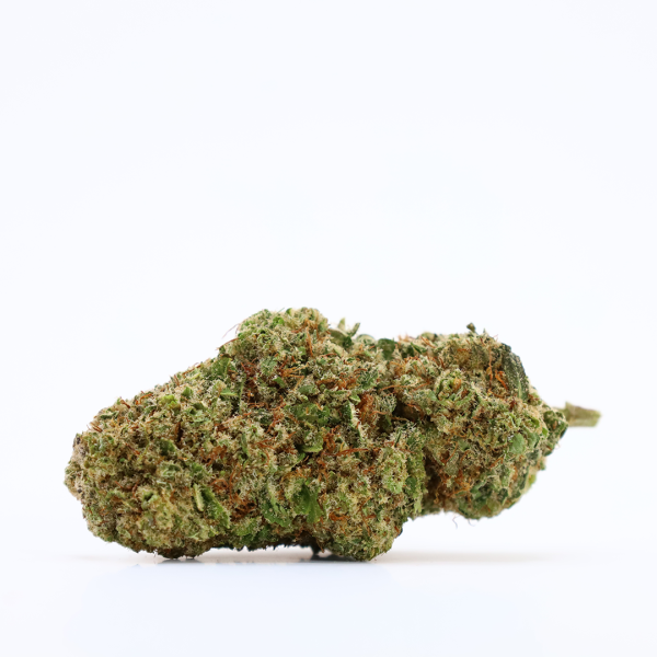 GREENS GORILLA (FEMINIZED)