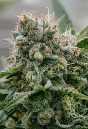 Quantum Kush (Feminized)