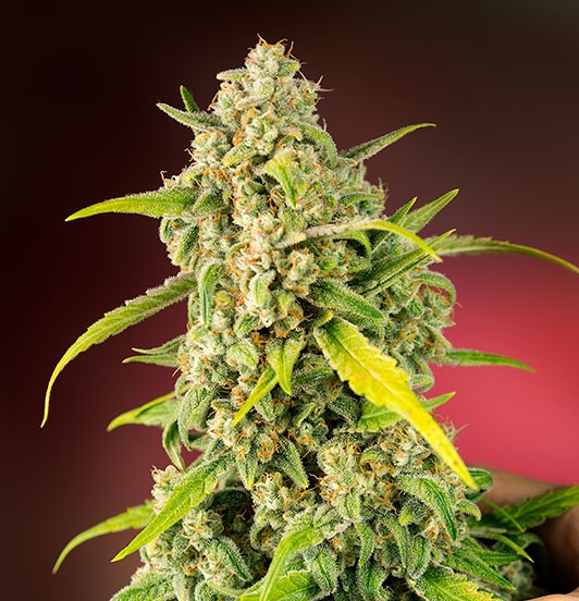 GREENS GORILLA (FEMINIZED)
