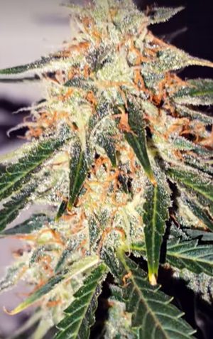 Citrus Nebula F2 (FEM)