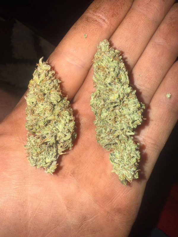 Hyperion (Feminized)