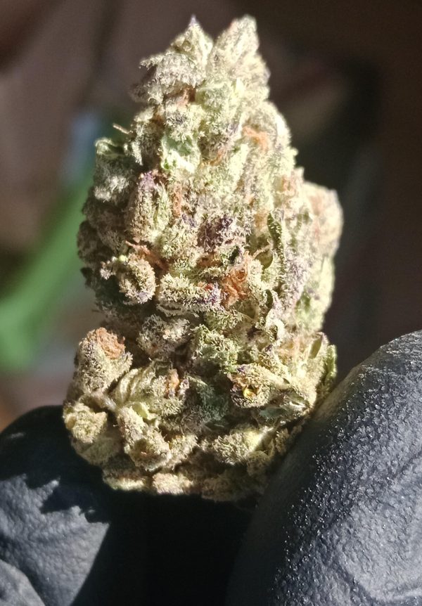 Medusa F2 (Feminized)