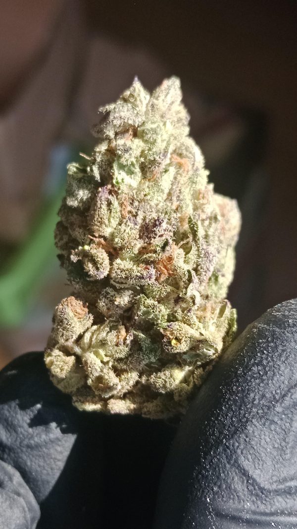 Medusa F2 (Feminized)