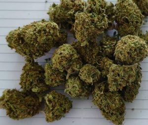 Strawberry HOLY haze (F2) (FEMINIZED)