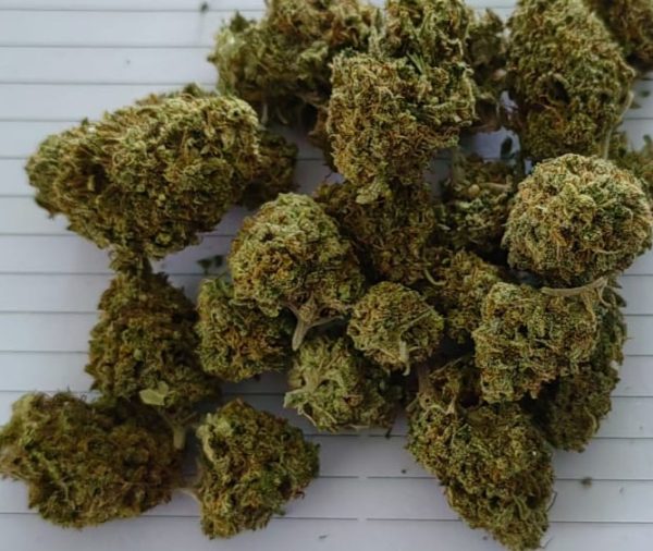 Strawberry HOLY haze (F2) (FEMINIZED)