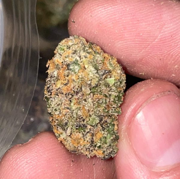 Solar Flare (Feminized)