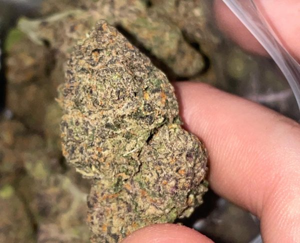 Solar Flare (Feminized)