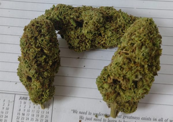 Strawberry HOLY haze (F2) (FEMINIZED)