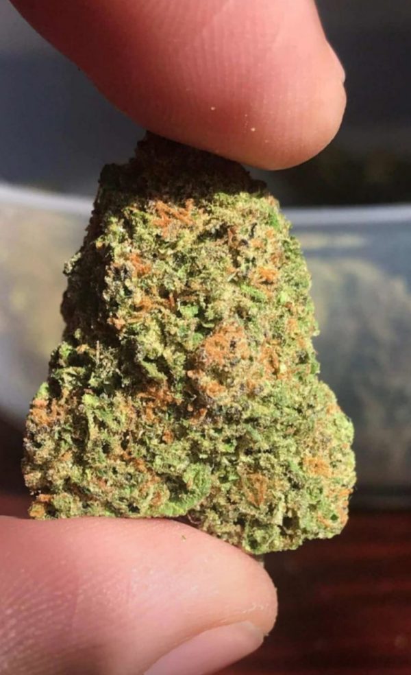 Indigo Dream F2 (Feminized)