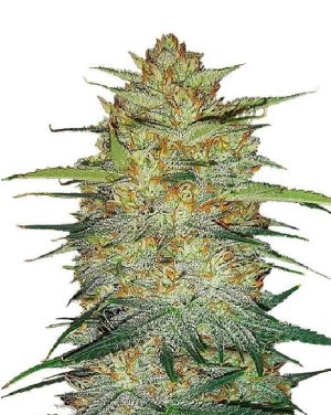 TITAN F2 (FEMINIZED)