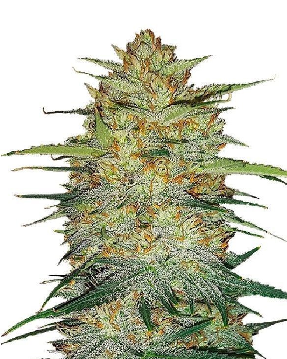 TITAN F2 (FEMINIZED)