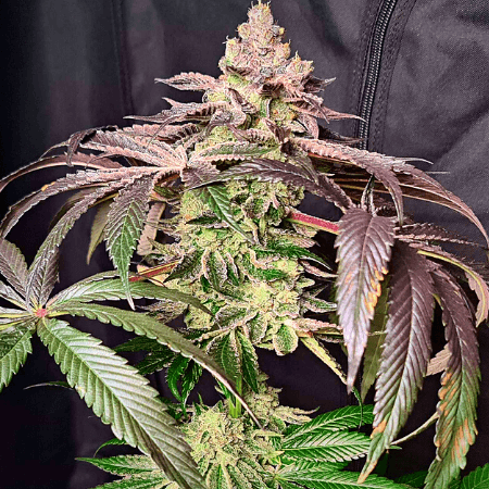 Crystal Nova F1 (FEM)