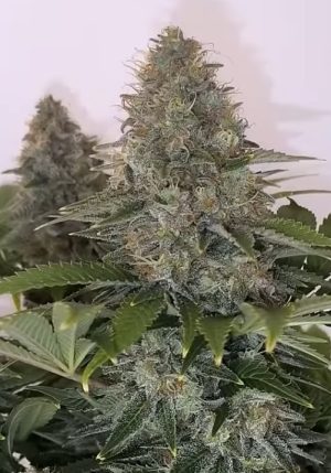 Midnight Aurora F2 (FEM)