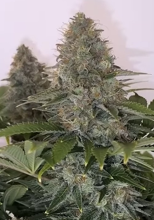 Midnight Aurora F2 (FEM)