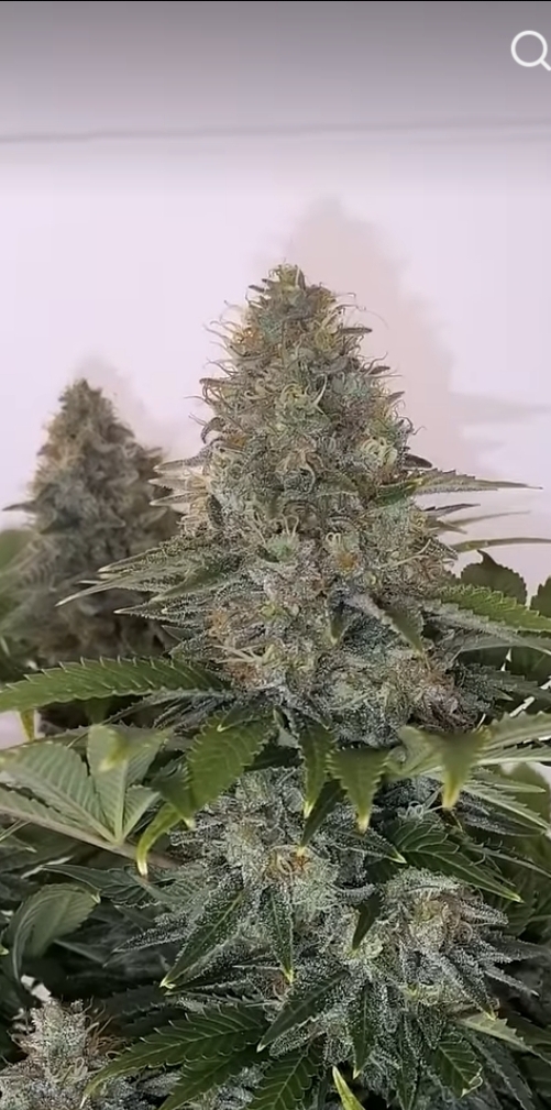 Turbo Lemonade (FEM)