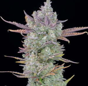 MELO Mystic (FEMINIZED)