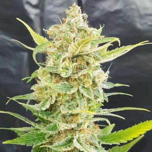 Mango Inferno AUTO (FEM)