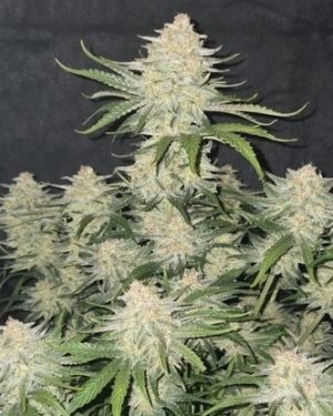 12.	Scarlet Jetstream