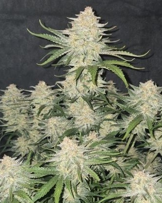 12.	Scarlet Jetstream