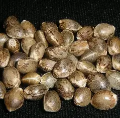 100 SEEDS (BREEDER PACK)