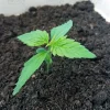 5 FEMINIZED SEEDLINGS