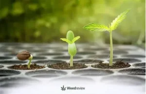 10 FEMINIZED SEEDLINGS