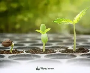 10 FEMINIZED SEEDLINGS