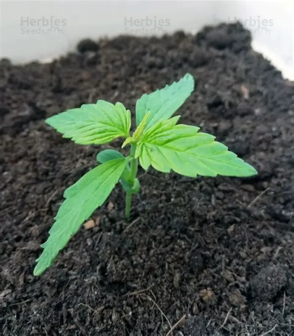 5 FEMINIZED SEEDLINGS