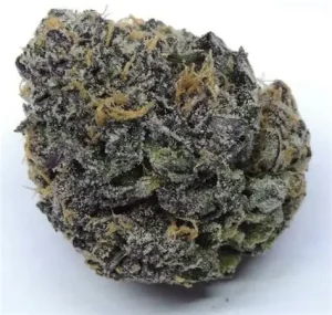 PURPLE HAZE (FEMINIZED)