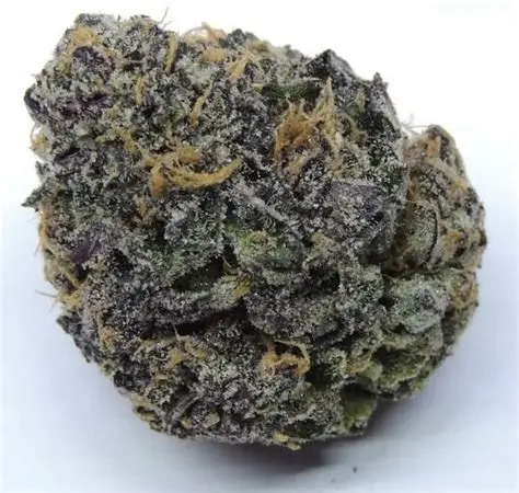 PURPLE HAZE (FEMINIZED)